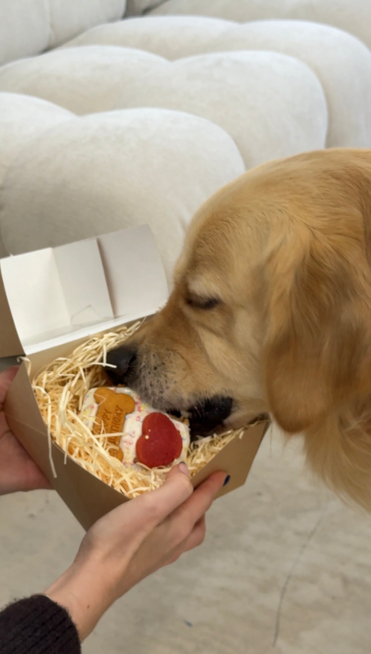 Woofday Party Cake